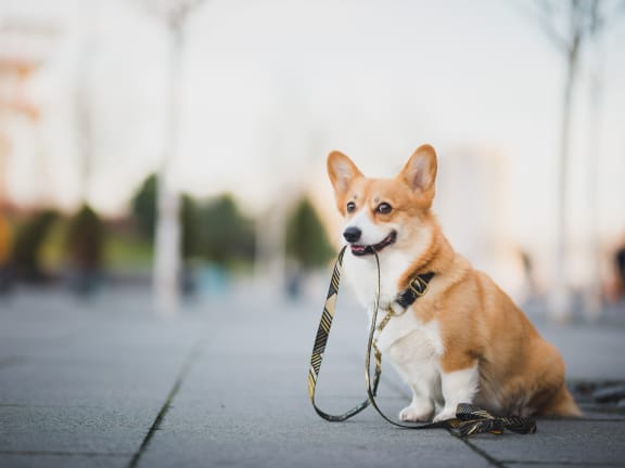 Corgi dog on a leash sitting on a sidewalk