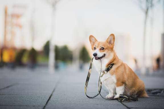 A corgi is sitting on the ground with a leash in its mouth.