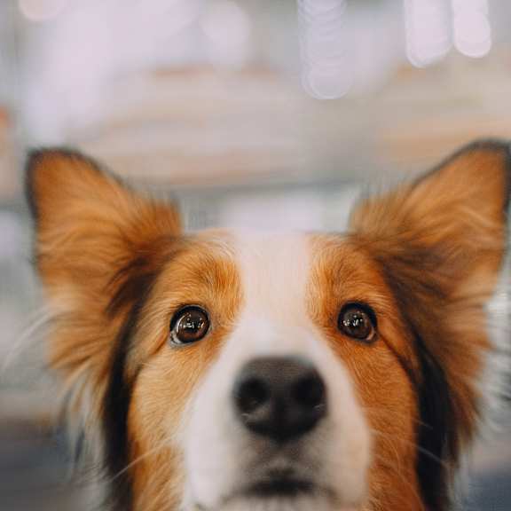 A close-up of a dog's face with a blurred background.