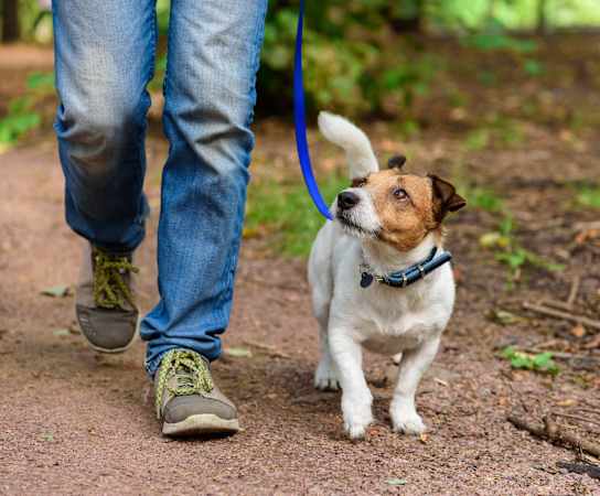 a man walking his dog on a leash in the woodsat Homestead Talking Glass, Prescott Valley, Arizona