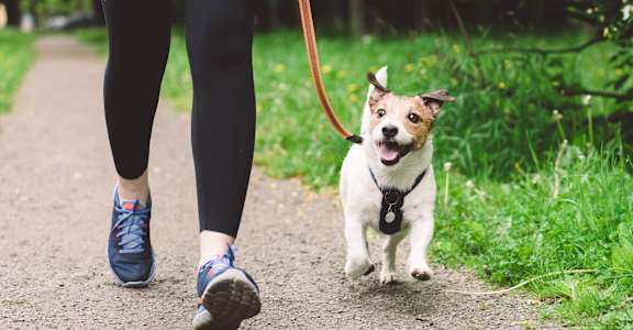 A small dog is walking on a path with a person.