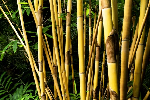 a bunch of bamboo in a bamboo forest