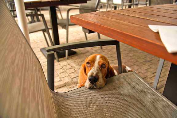 A dog peeks out from behind a chair.