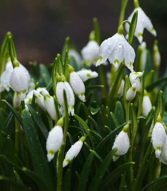 a bunch of snowdrops in the rain in a garden