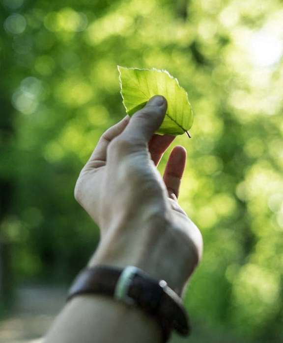 a person holding a leaf in their hand