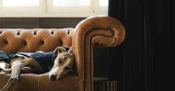 A dog is sleeping on a brown tufted couch.