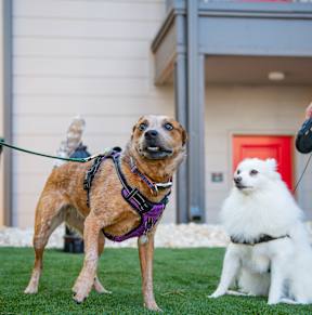 Pet Friendly Apartments at Axel Row in Birmingham, Alabama