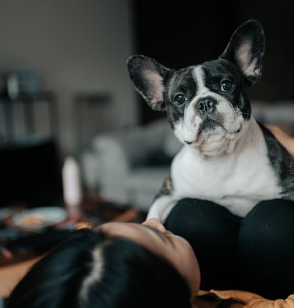 a dog sitting on the lap of a woman