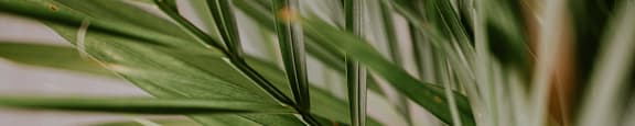 A close-up of a green leaf with a blurred background.