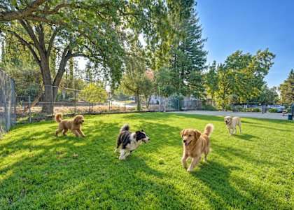 Four dogs running in a grassy field.