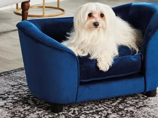 a white dog is sitting in a blue chair