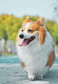 a brown and white dog walking on the street at Baldwyn, Seattle Washington