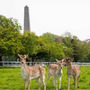 Phoenix Park near The Residence Stoneybatter student accommodation Dublin 7