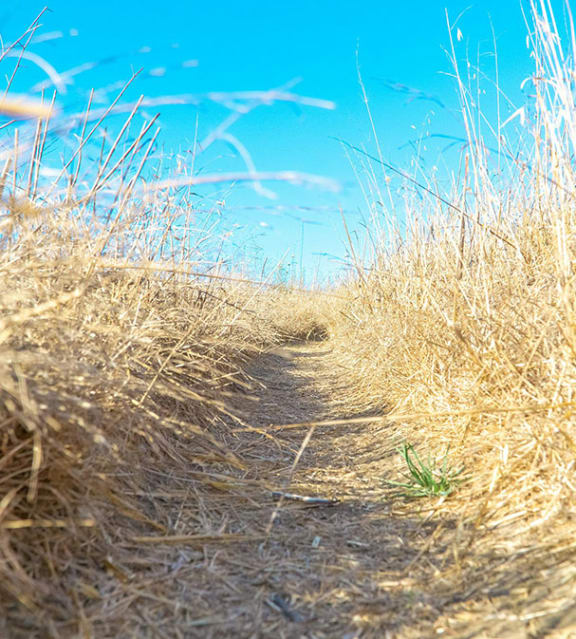 Take A Hike At Chino Hills State Park