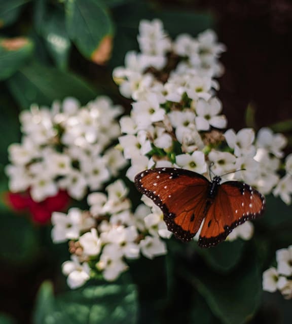 Beautiful Butterflies at Butterfly Wonderland