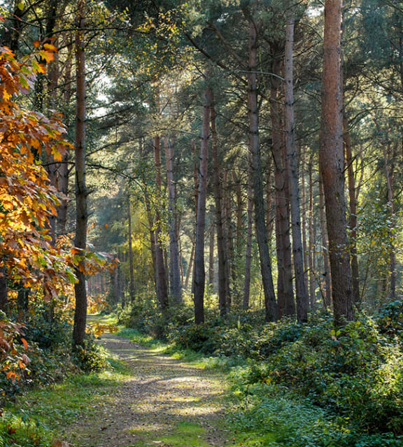 Discover The Tranquil Paths and the Quiet Escape