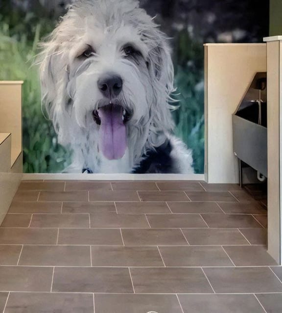 Broadstone Upper Westside Community Pets Pet Friendly Community with Grooming Station