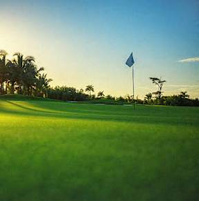 a golf course with palm trees and a flag