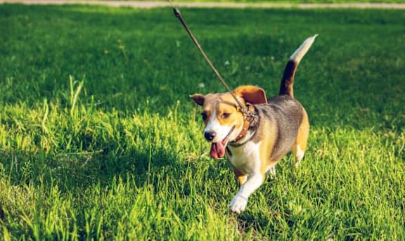 A dog is running in the grass with a leash in its mouth.