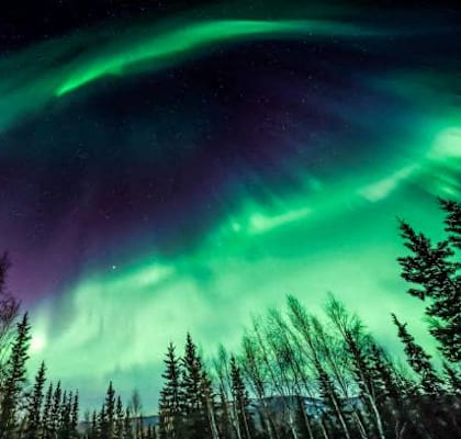 the aurora borealis in the night sky above trees