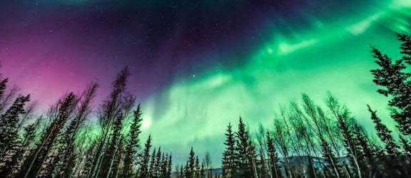 the aurora borealis in the night sky above trees