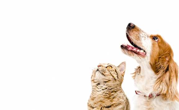 A dog and a cat looking up at The Flats at Ballantyne Apartments, Charlotte, NC, 28277