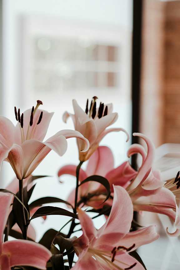 A bouquet of pink lilies in a vase.