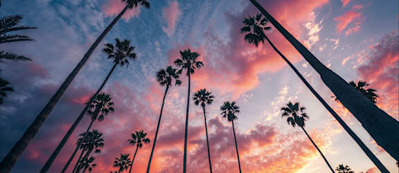 Palm trees silhouetted against a colorful sunset sky.