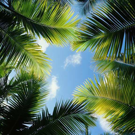 Palm leaves framing a blue sky with clouds.
