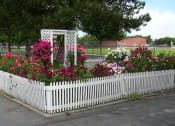 Thumbnail 3 of 4 - rose bushes
