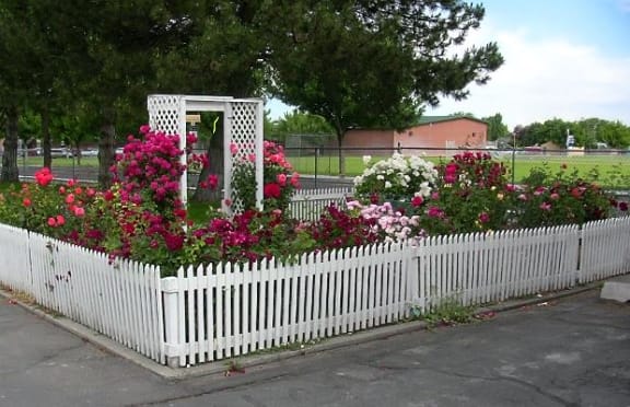 rose bushes