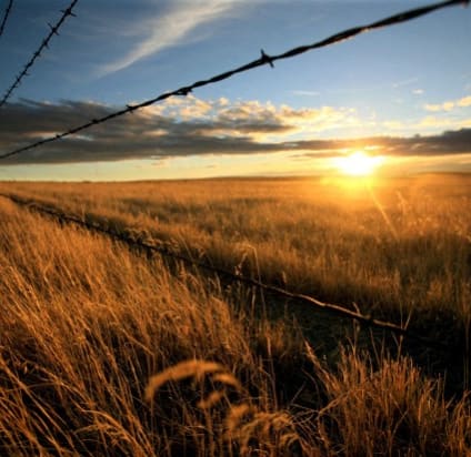 a barbed wire fence in the middle of a wheat field at sunset