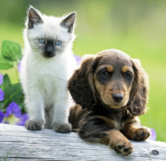 pet friendly at The Mansfield at Miracle Mile, Los Angeles, CA