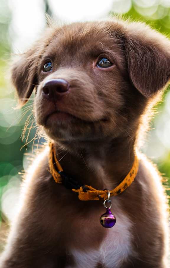A brown puppy with a purple tag on its collar is looking up.