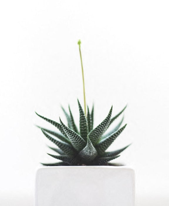 Stock image of succulent