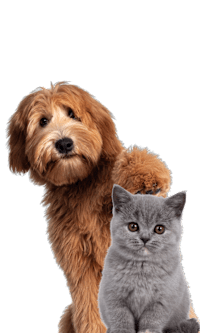 A brown dog and a grey cat are standing together.