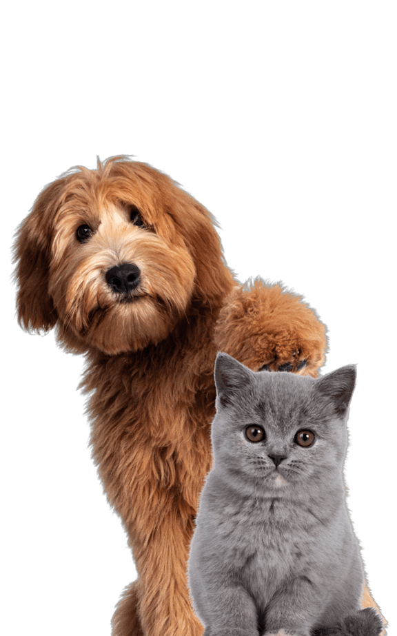 A dog and a cat are sitting together.