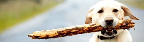 Dog Holding Stick in Mouth at The Rey in San Diego, CA 92101