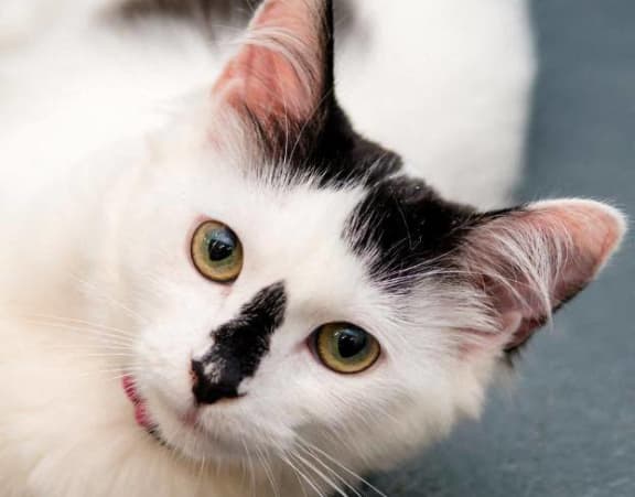 a black and white cat with a black patch on its face