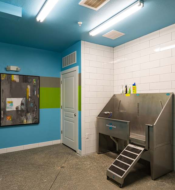 Pet Dog wash station 