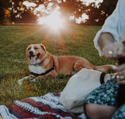 A dog is sitting on a blanket in the grass with a woman and a man sitting beside it.
