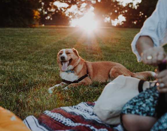 A dog is sitting on a blanket in the grass with a woman and a man sitting beside it.