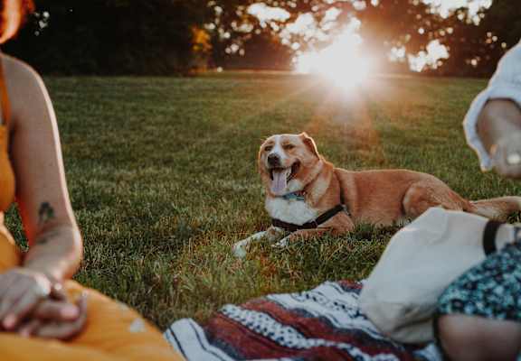 A dog is sitting on a blanket in the grass with a woman and a man sitting beside it.