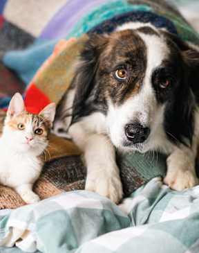 A dog and a cat are lying on a colorful blanket.