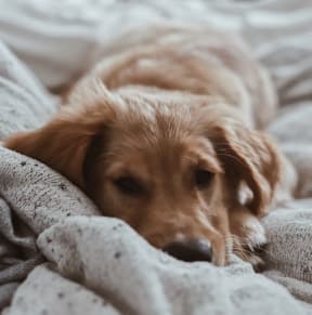 a dog laying on a bed with a blanket