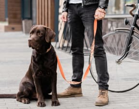a man with a Labrador dog on a leash outside