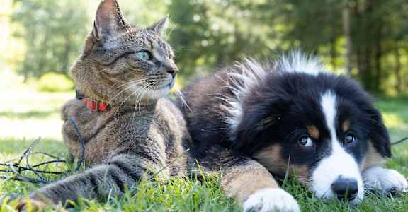 a cat and a dog laying in the grass