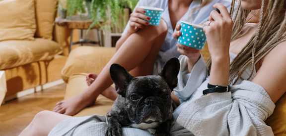 Pet friendly apartments