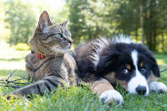 A cat and a dog are lying on the grass.
