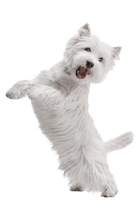 a small white maltese dog standing on its hind legs